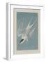 Roseate Tern, 1835-John James Audubon-Framed Giclee Print