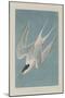 Roseate Tern, 1835-John James Audubon-Mounted Giclee Print