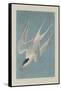 Roseate Tern, 1835-John James Audubon-Framed Stretched Canvas