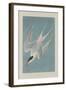 Roseate Tern, 1835-John James Audubon-Framed Giclee Print