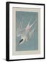 Roseate Tern, 1835-John James Audubon-Framed Giclee Print