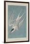 Roseate Tern, 1835-John James Audubon-Framed Giclee Print