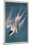 Roseate Tern-null-Mounted Poster