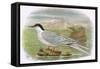 Roseate Tern-English-Framed Stretched Canvas