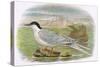 Roseate Tern-English-Stretched Canvas