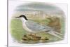 Roseate Tern-English-Stretched Canvas