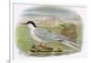 Roseate Tern-English-Framed Giclee Print