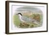 Roseate Tern-English-Framed Giclee Print