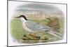 Roseate Tern-English-Mounted Giclee Print