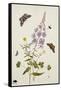 Rosebay Willowherb and Buttercups with Butterflies-Thomas Robins Jr-Framed Stretched Canvas