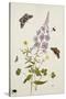 Rosebay Willowherb and Buttercups with Butterflies-Thomas Robins Jr-Stretched Canvas