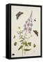 Rosebay Willowherb and Buttercups with Butterflies-Thomas Robins Jr-Framed Stretched Canvas