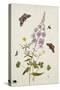 Rosebay Willowherb and Buttercups with Butterflies-Thomas Robins Jr-Stretched Canvas