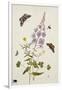 Rosebay Willowherb and Buttercups with Butterflies-Thomas Robins Jr-Framed Giclee Print