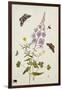 Rosebay Willowherb and Buttercups with Butterflies-Thomas Robins Jr-Framed Giclee Print