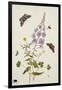 Rosebay Willowherb and Buttercups with Butterflies-Thomas Robins Jr-Framed Giclee Print