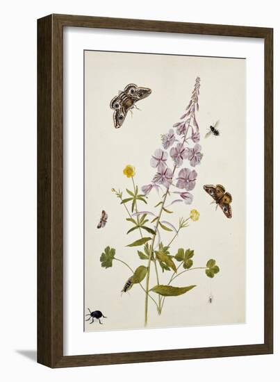 Rosebay Willowherb and Buttercups with Butterflies-Thomas Robins Jr-Framed Giclee Print