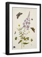 Rosebay Willowherb and Buttercups with Butterflies-Thomas Robins Jr-Framed Giclee Print