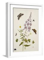 Rosebay Willowherb and Buttercups with Butterflies-Thomas Robins Jr-Framed Giclee Print