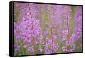 Rosebay Willowherb (Chamerion Angustifolium Angustifolium) in Flower, Kuhmo, Finland, July 2009-Widstrand-Framed Stretched Canvas