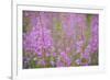 Rosebay Willowherb (Chamerion Angustifolium Angustifolium) in Flower, Kuhmo, Finland, July 2009-Widstrand-Framed Photographic Print