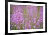 Rosebay Willowherb (Chamerion Angustifolium Angustifolium) in Flower, Kuhmo, Finland, July 2009-Widstrand-Framed Photographic Print