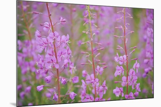 Rosebay Willowherb (Chamerion Angustifolium Angustifolium) in Flower, Kuhmo, Finland, July 2009-Widstrand-Mounted Photographic Print