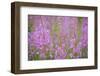 Rosebay Willowherb (Chamerion Angustifolium Angustifolium) in Flower, Kuhmo, Finland, July 2009-Widstrand-Framed Photographic Print