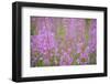 Rosebay Willowherb (Chamerion Angustifolium Angustifolium) in Flower, Kuhmo, Finland, July 2009-Widstrand-Framed Photographic Print