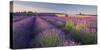 Rosebay Willowherb (Chamerion Angustifolium) Flowering in a Field of Lavender-Adam Burton-Stretched Canvas