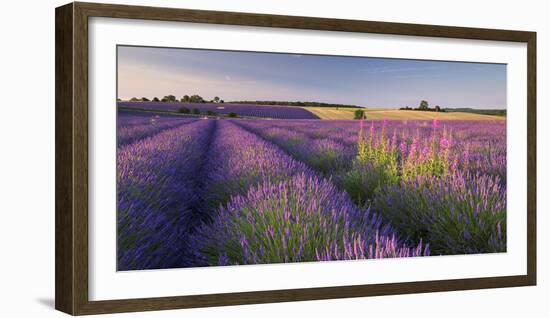 Rosebay Willowherb (Chamerion Angustifolium) Flowering in a Field of Lavender-Adam Burton-Framed Photographic Print