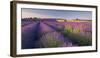 Rosebay Willowherb (Chamerion Angustifolium) Flowering in a Field of Lavender-Adam Burton-Framed Photographic Print