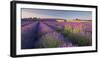 Rosebay Willowherb (Chamerion Angustifolium) Flowering in a Field of Lavender-Adam Burton-Framed Photographic Print