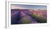 Rosebay Willowherb (Chamerion Angustifolium) Flowering in a Field of Lavender-Adam Burton-Framed Photographic Print