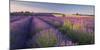 Rosebay Willowherb (Chamerion Angustifolium) Flowering in a Field of Lavender-Adam Burton-Mounted Photographic Print