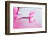 Rosebay willowherb close-up of petals and stamens, Scotland-null-Framed Photographic Print