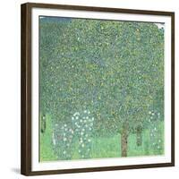 Rosebushes under the Trees, ca. 1905-Gustav Klimt-Framed Giclee Print