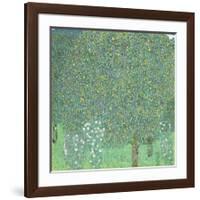 Rosebushes under the Trees, ca. 1905-Gustav Klimt-Framed Giclee Print