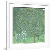 Rosebushes under the Trees, ca. 1905-Gustav Klimt-Framed Giclee Print