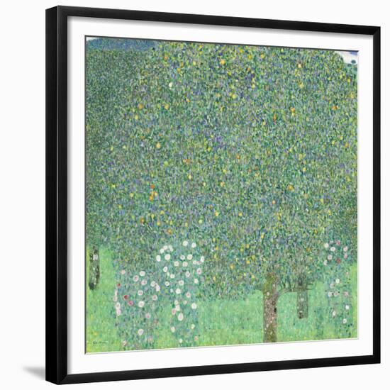 Rosebushes under the Trees, ca. 1905-Gustav Klimt-Framed Giclee Print