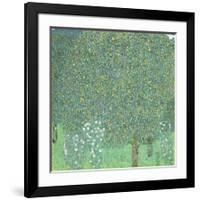 Rosebushes under the Trees, ca. 1905-Gustav Klimt-Framed Giclee Print