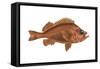 Rosefish (Sebastes Marinus), Fishes-Encyclopaedia Britannica-Framed Stretched Canvas