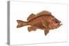 Rosefish (Sebastes Marinus), Fishes-Encyclopaedia Britannica-Stretched Canvas