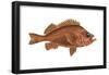Rosefish (Sebastes Marinus), Fishes-Encyclopaedia Britannica-Framed Poster