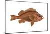 Rosefish (Sebastes Marinus), Fishes-Encyclopaedia Britannica-Mounted Poster