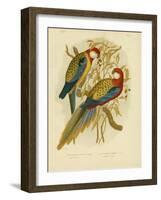 Rosella Parakeet or Eastern Rosella, 1891-Gracius Broinowski-Framed Giclee Print