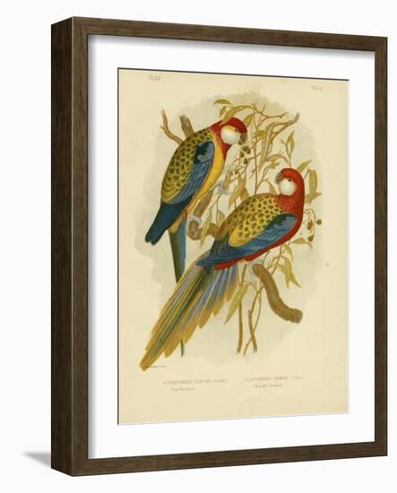 Rosella Parakeet or Eastern Rosella, 1891-Gracius Broinowski-Framed Giclee Print