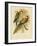 Rosella Parakeet or Eastern Rosella, 1891-Gracius Broinowski-Framed Giclee Print