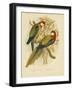 Rosella Parakeet or Eastern Rosella, 1891-Gracius Broinowski-Framed Giclee Print