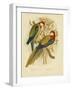 Rosella Parakeet or Eastern Rosella, 1891-Gracius Broinowski-Framed Giclee Print